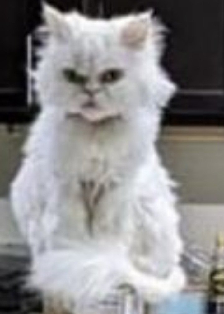 고양이가 깔고 앉을까봐 박스를 세워 두었다 