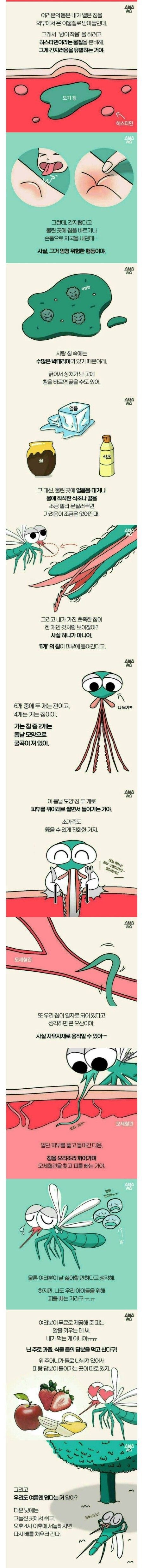 모기에 대한 오해