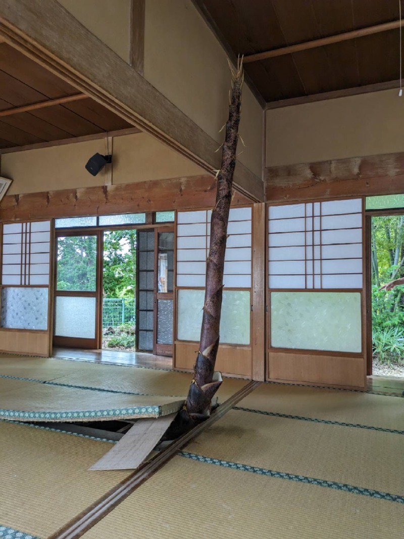 며칠 집을 비웠더니 난리 남