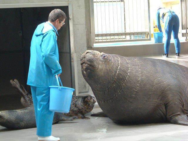 고래 다음으로 덩치가 큰 해양 포유류