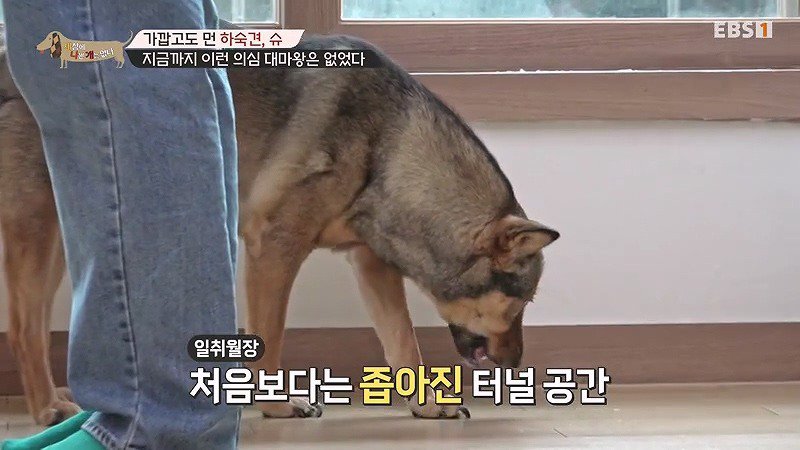 구조한지 1년 3개월이 되었지만 못만지게해서 발톱 부러지고 목욕은 꿈도 못꾼 개