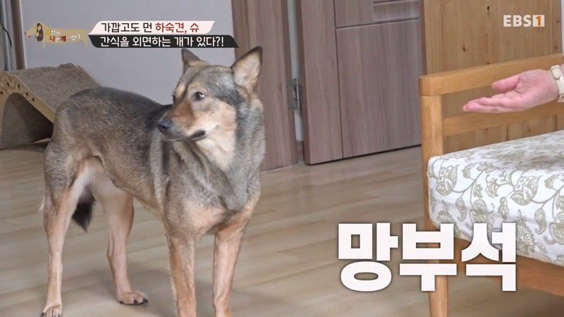 구조한지 1년 3개월이 되었지만 못만지게해서 발톱 부러지고 목욕은 꿈도 못꾼 개