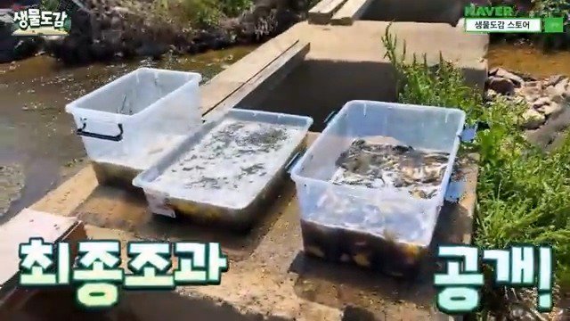 5년동안 유튜브하면서 엄청 많은 황소개구리 올챙이떼는 처음 본다고 말하는