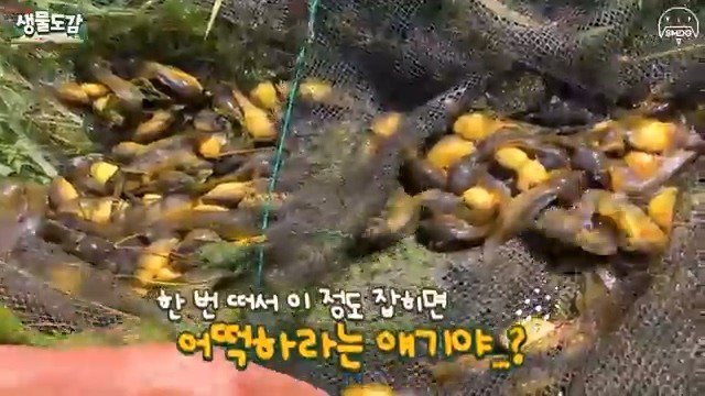 5년동안 유튜브하면서 엄청 많은 황소개구리 올챙이떼는 처음 본다고 말하는