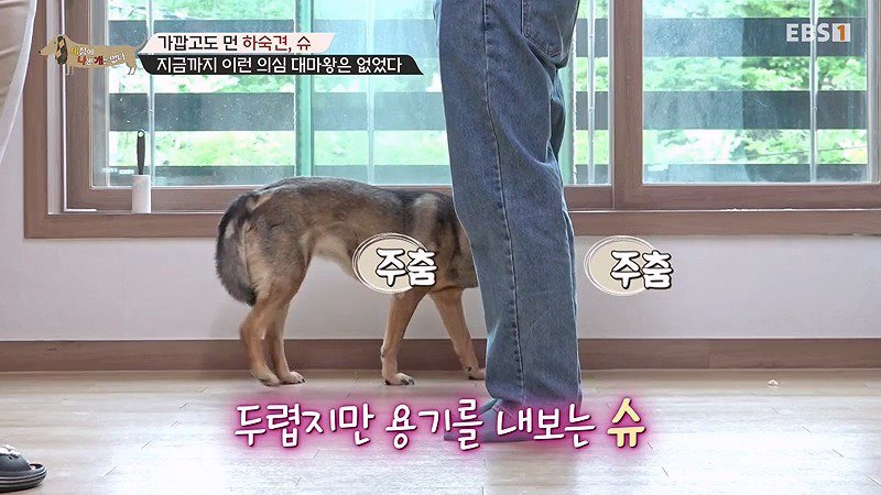 구조한지 1년 3개월이 되었지만 못만지게해서 발톱 부러지고 목욕은 꿈도 못꾼 개