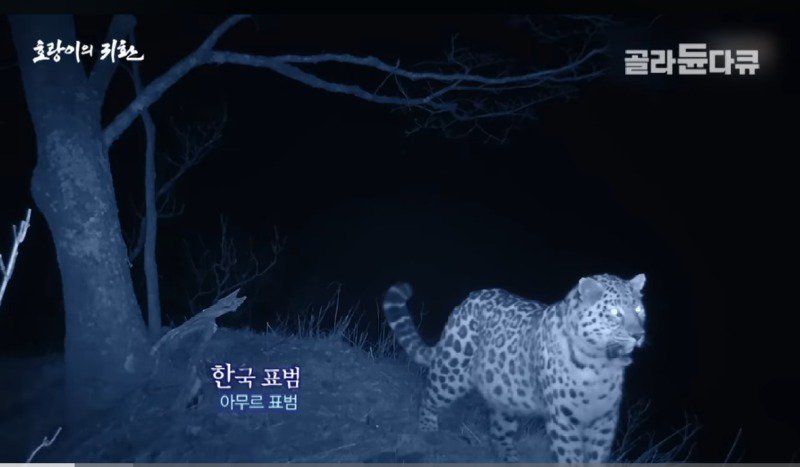 한반도 호랑이 근황.jpg