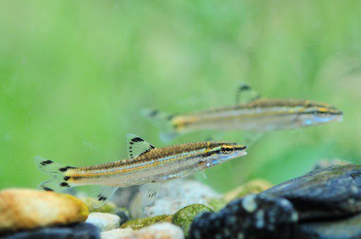 한국 토종 민물고기 