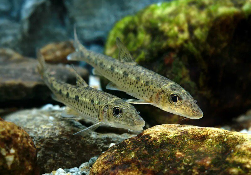 한국 토종 민물고기 
