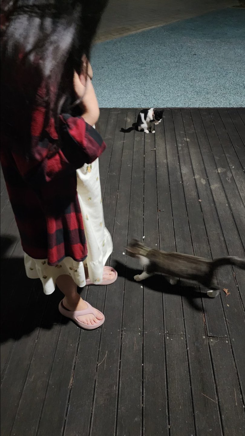 산책 중 만난 고양이