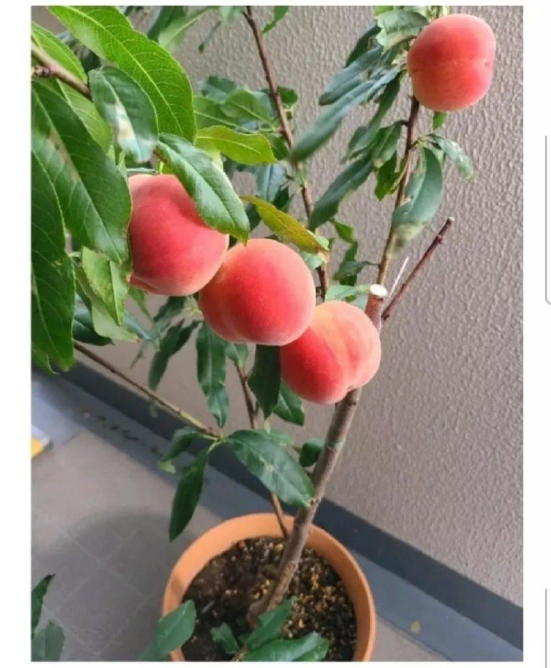 조금 이상한 식물갤 드루이드.jpg