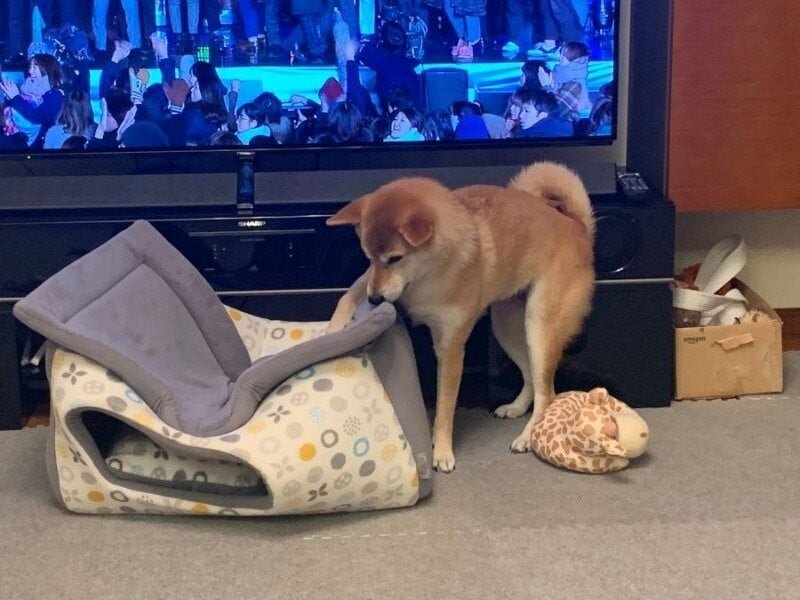 광고보고 개집 사줬거든