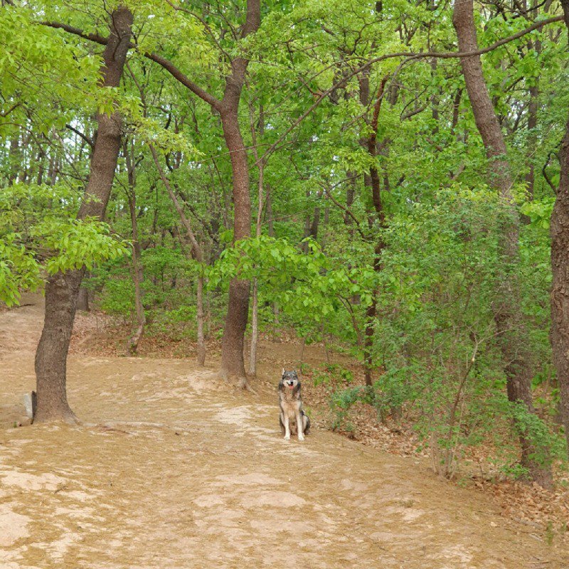 산에서 길을 잃었는데 모르는 댕댕이가 도와준 manhwa