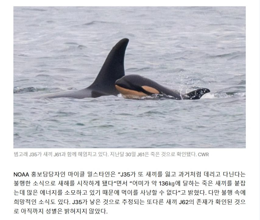 죽은 새끼 머리에 이고 안고 1600㎞ 이동한 범고래.