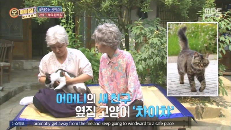 지진으로 교통,통신 수단이 마비되었을 때 집배원 역할을 해준 고양이