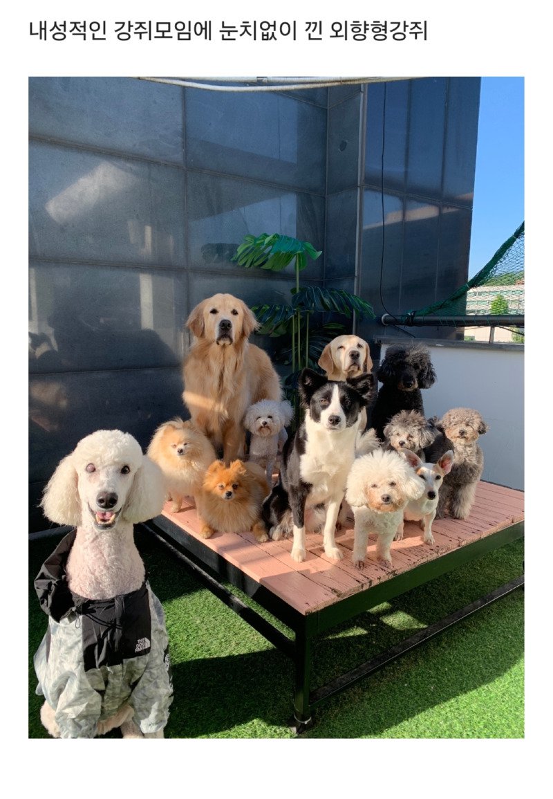 내향인 단체 사진인데 외향인 하나가 침범함