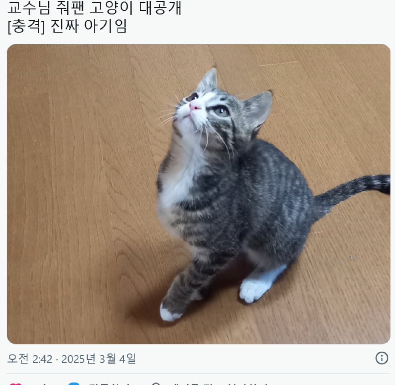 교수님 뚜까패는 아기냥이래