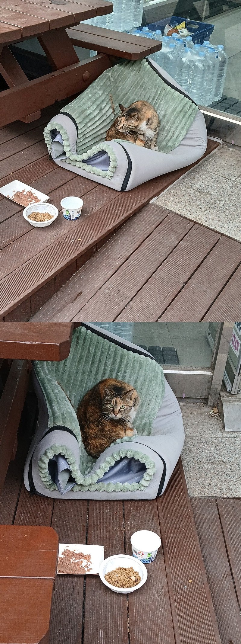 고양이 알 수 없는 생물