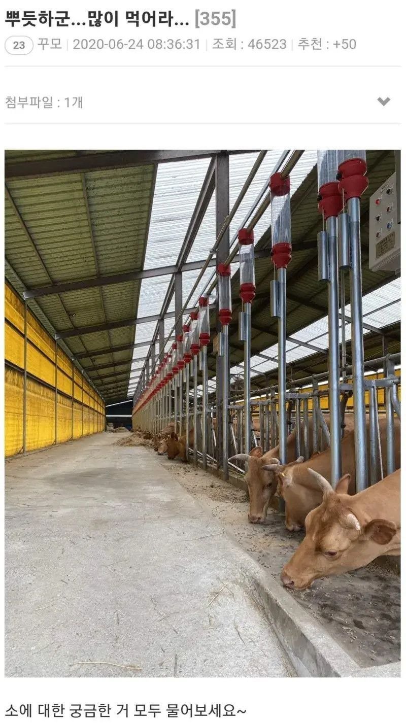 암소의 성기 부분을 만져보셨나요?.jpg