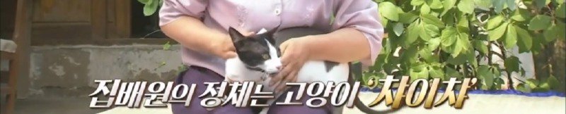 지진으로 교통,통신 수단이 마비되었을 때 집배원 역할을 해준 고양이