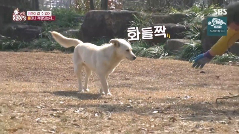 최근 입양한 강아지가 손에 닿을 거리를 유지하고 만지지 못하게 도망가던 사연