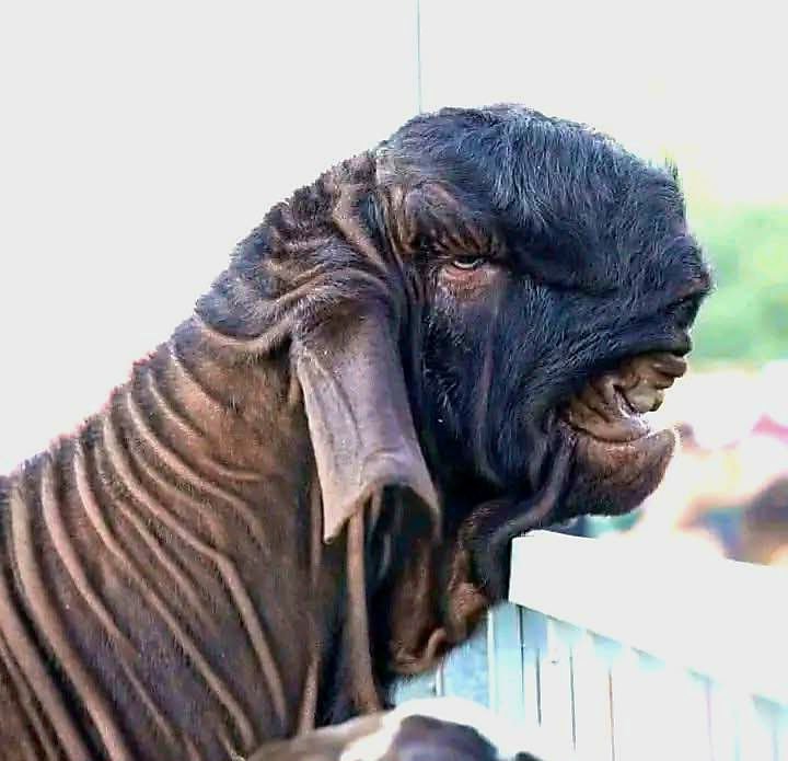 특이하게 생긴 염소