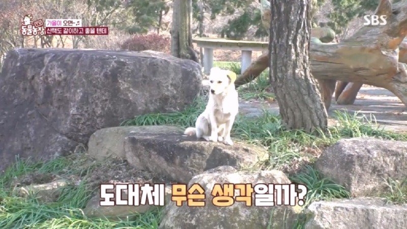 최근 입양한 강아지가 손에 닿을 거리를 유지하고 만지지 못하게 도망가던 사연