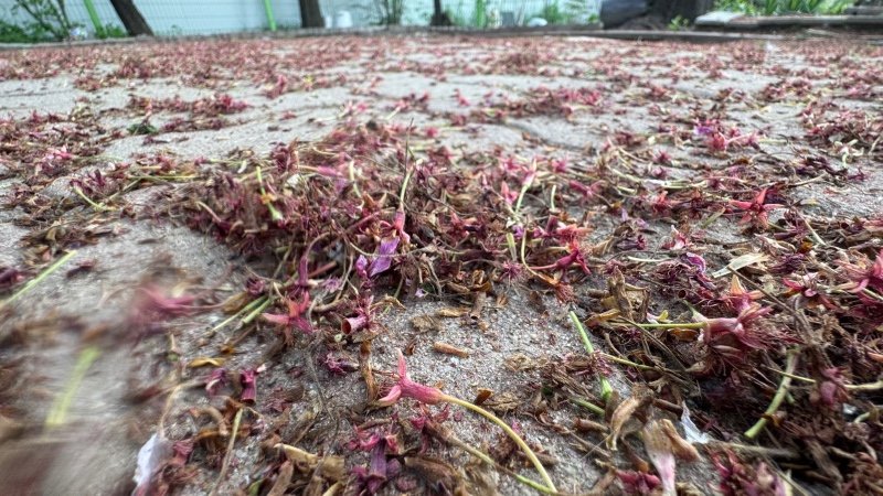 진짜 벗꽃 엔딩...은 이것..