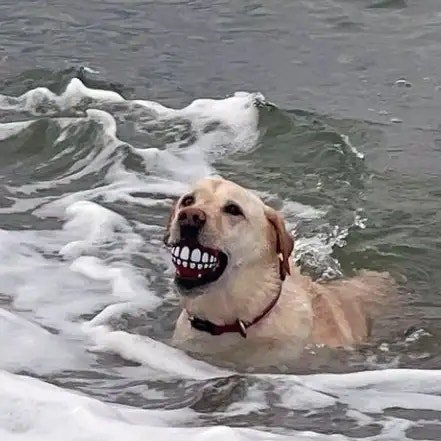 바다에서 이상한 장난감을 줍줍한 댕댕이