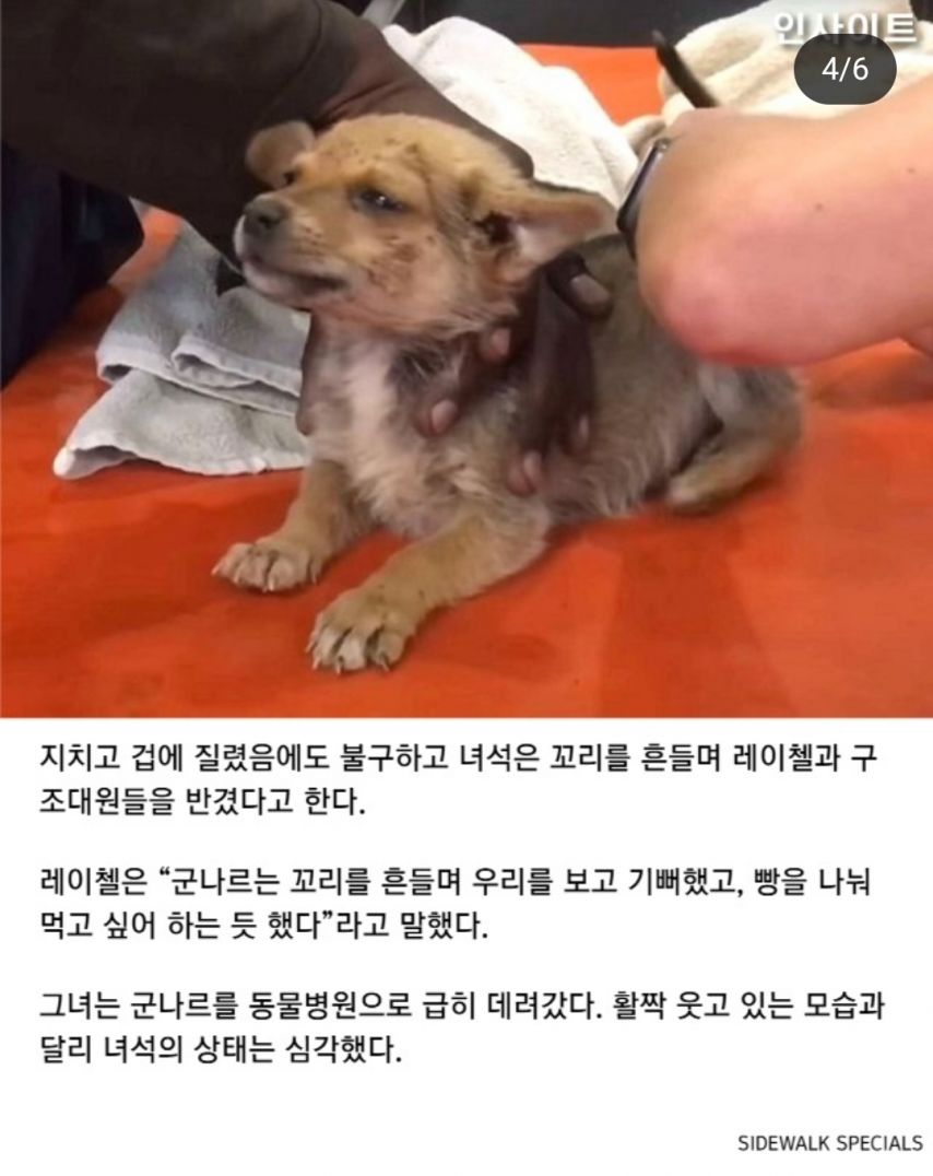 자길 구해주러 온 사람에게 식빵을 건넨 유기견