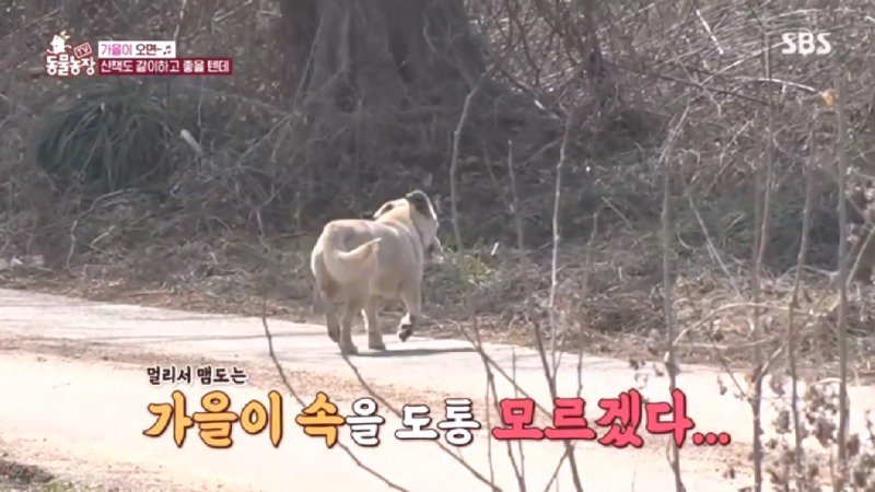 최근 입양한 강아지가 손에 닿을 거리를 유지하고 만지지 못하게 도망가던 사연