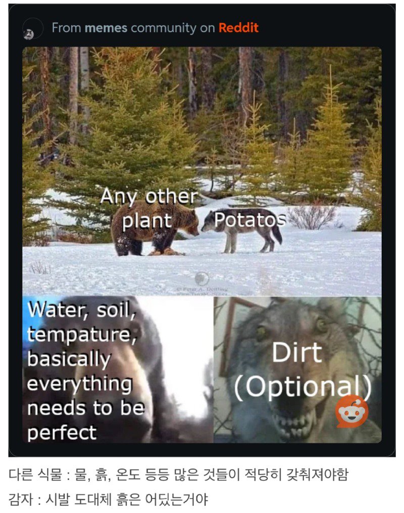 과거 감자가 악마의 작물로 여겨진 이유.jpg