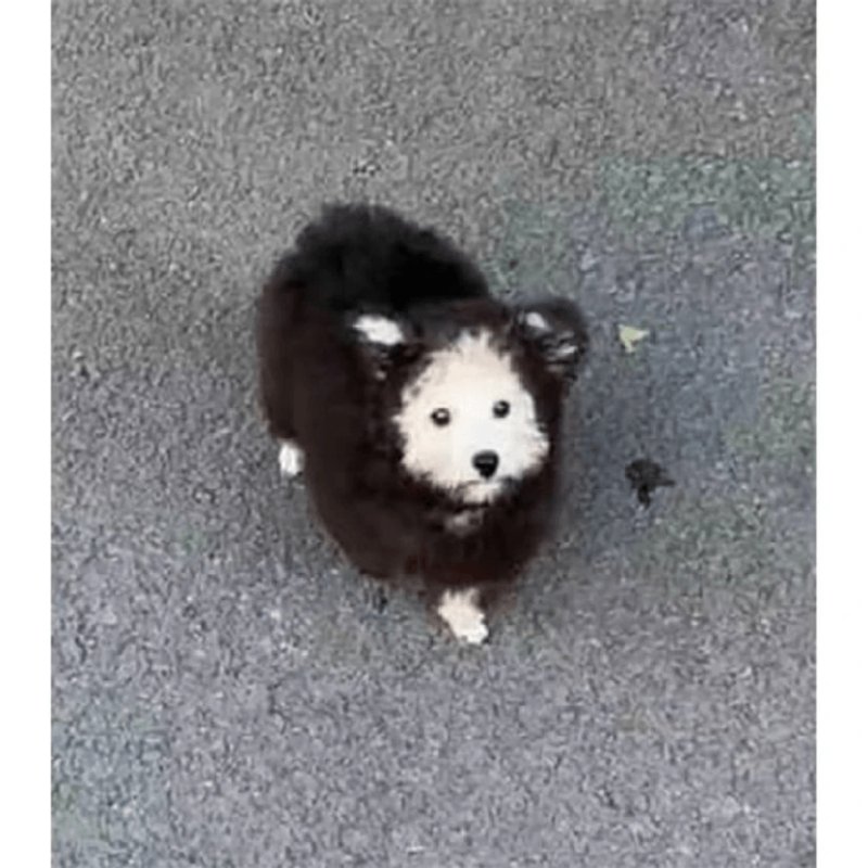 여름인데 강아지 옷을 왜입히냐고요.jpg