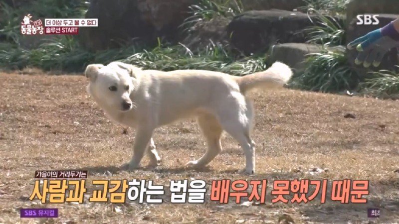 최근 입양한 강아지가 손에 닿을 거리를 유지하고 만지지 못하게 도망가던 사연