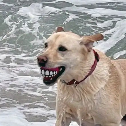 바다에서 이상한 장난감을 줍줍한 댕댕이