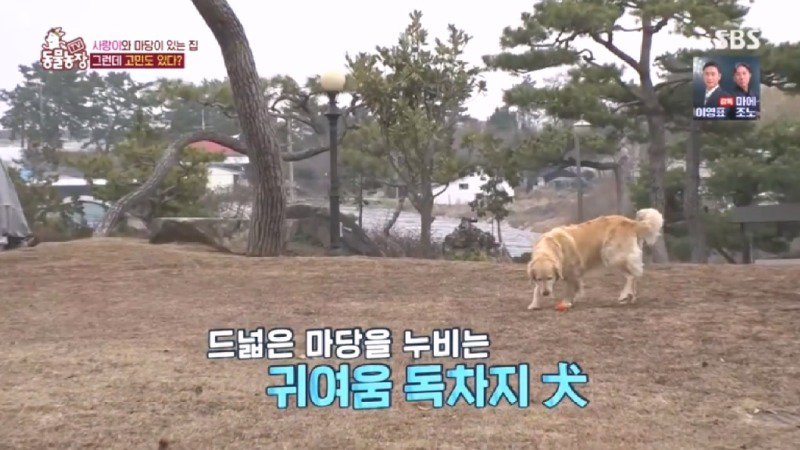 최근 입양한 강아지가 손에 닿을 거리를 유지하고 만지지 못하게 도망가던 사연