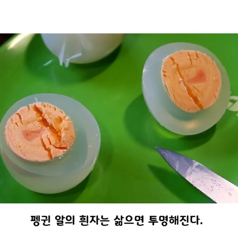 아무도 몰랐던 펭귄알의 진실