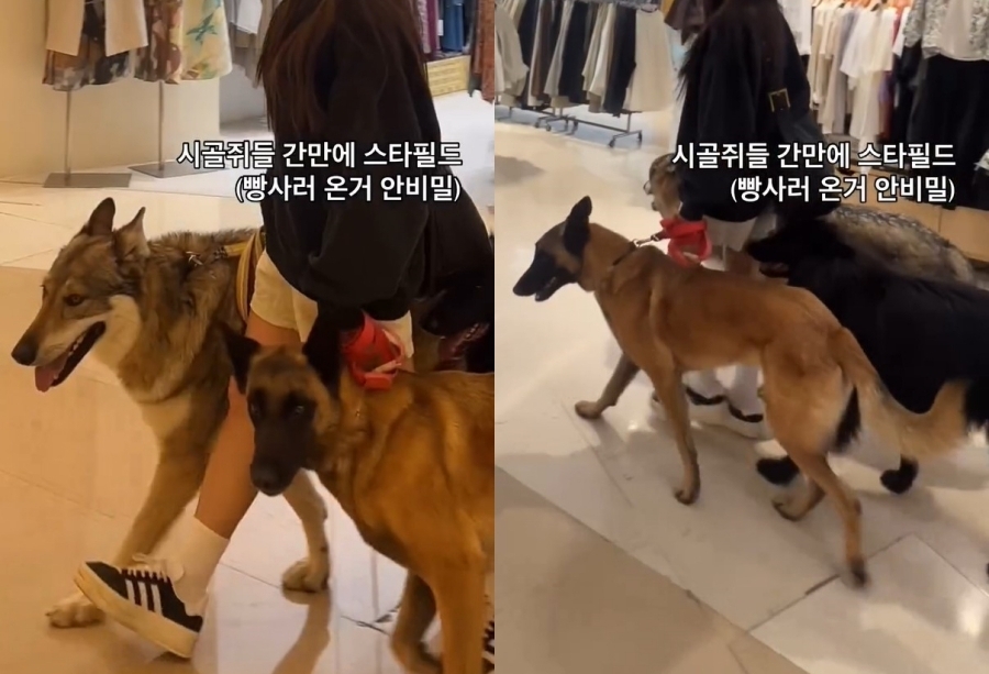 입마개 안 한 대형견 세마리,쇼핑몰 활보.여성 개주인 