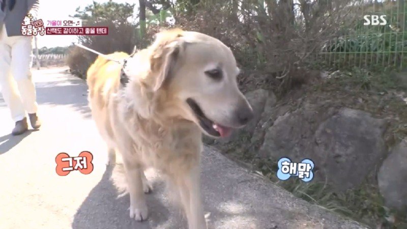 최근 입양한 강아지가 손에 닿을 거리를 유지하고 만지지 못하게 도망가던 사연