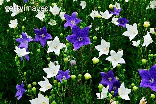 어느 시인의 어머니가 남긴 마지막 편지 (발췌)   