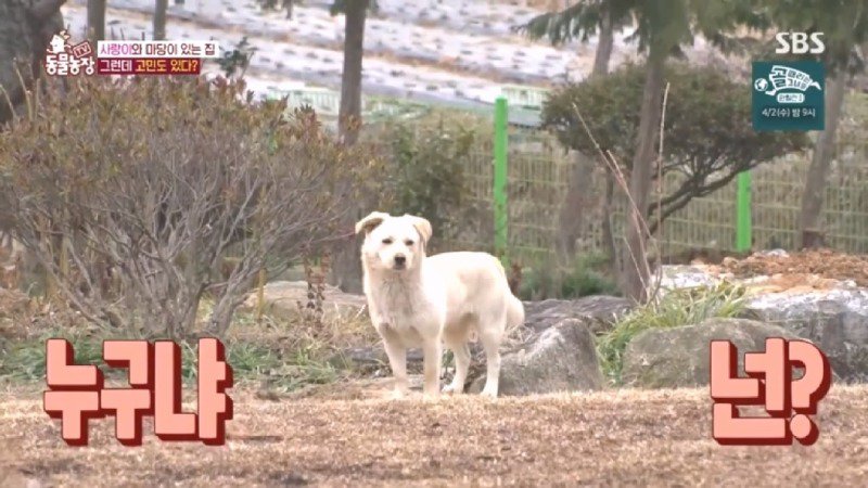 최근 입양한 강아지가 손에 닿을 거리를 유지하고 만지지 못하게 도망가던 사연