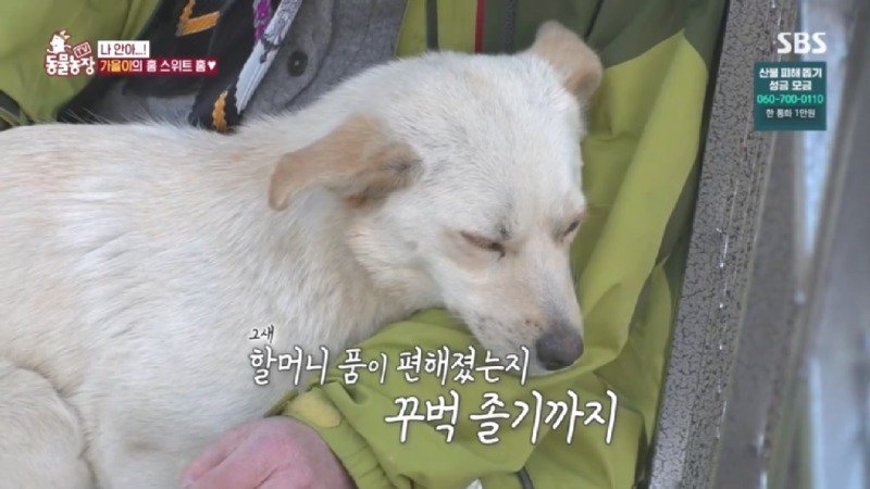 최근 입양한 강아지가 손에 닿을 거리를 유지하고 만지지 못하게 도망가던 사연