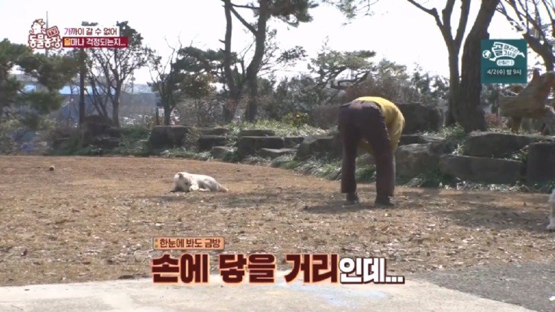 최근 입양한 강아지가 손에 닿을 거리를 유지하고 만지지 못하게 도망가던 사연