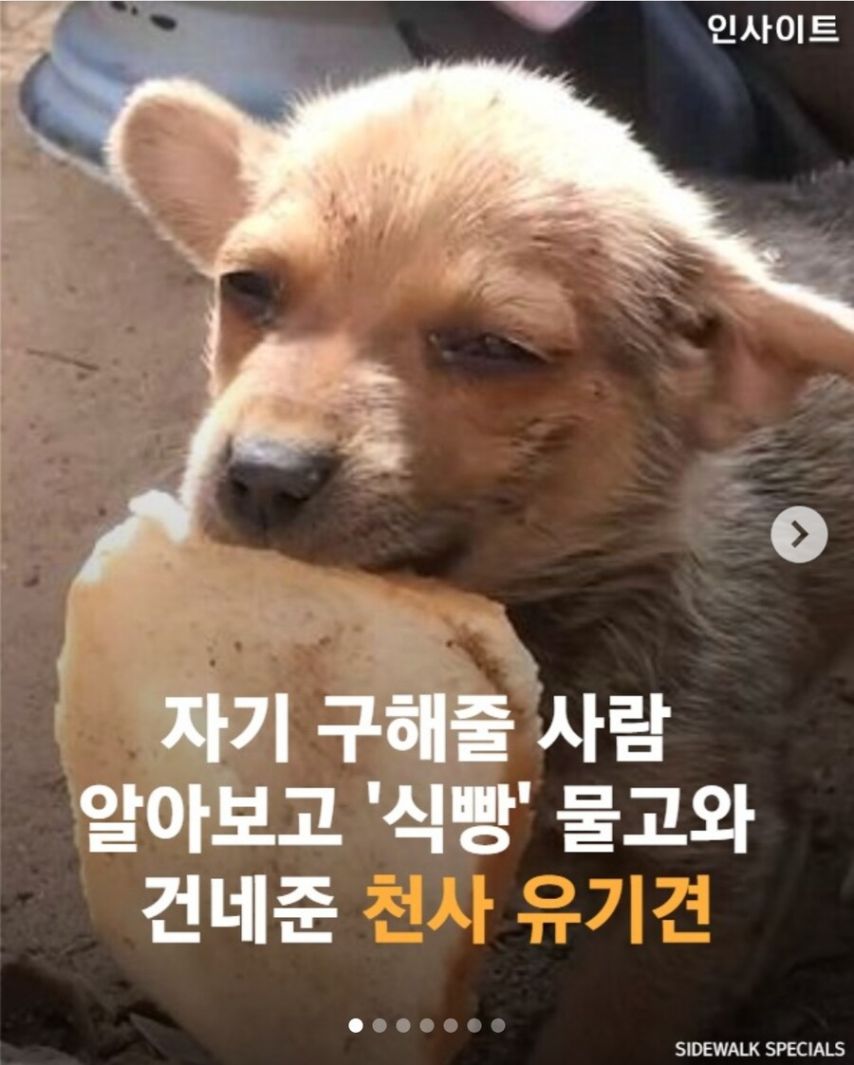 자길 구해주러 온 사람에게 식빵을 건넨 유기견