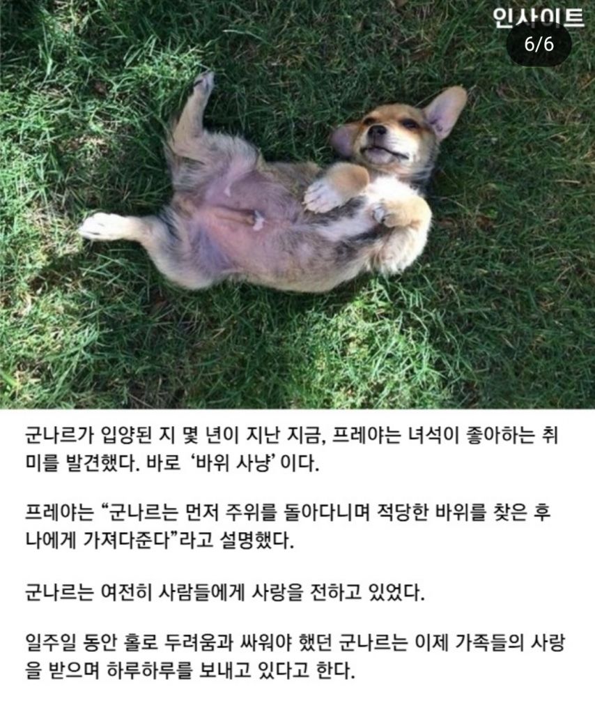 자길 구해주러 온 사람에게 식빵을 건넨 유기견