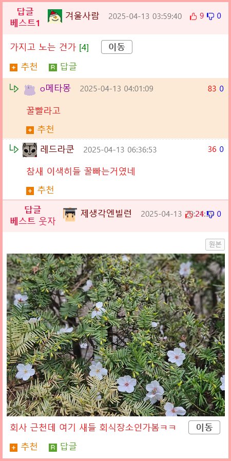 송이째 떨어진 벚꽃은 참새의 소행입니다