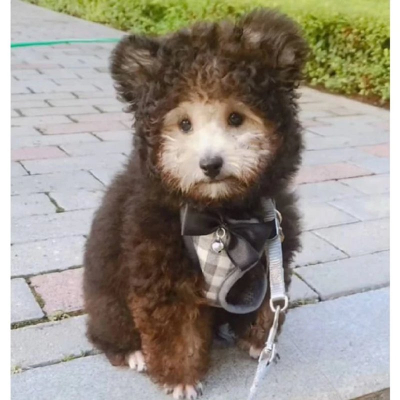 여름인데 강아지 옷을 왜입히냐고요.jpg