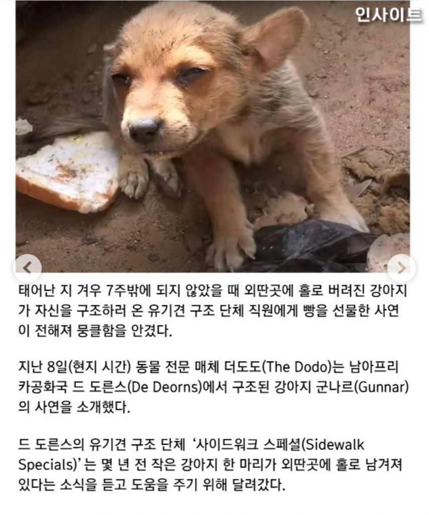 자길 구해주러 온 사람에게 식빵을 건넨 유기견
