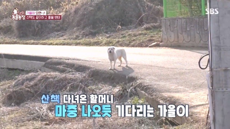 최근 입양한 강아지가 손에 닿을 거리를 유지하고 만지지 못하게 도망가던 사연