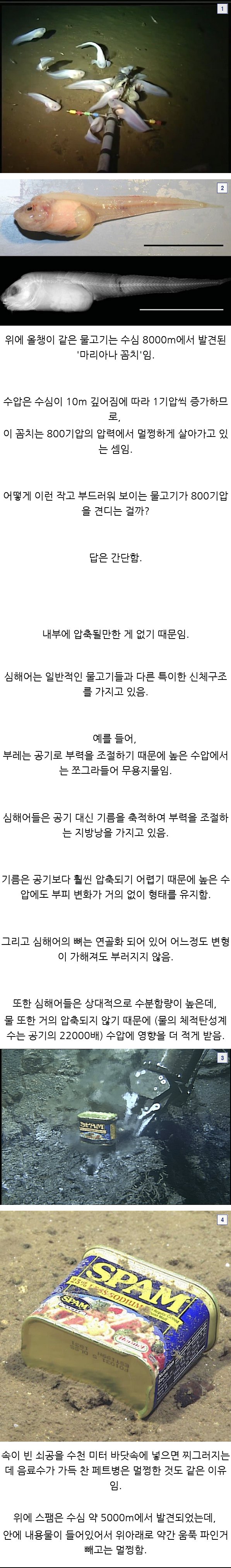 심해어들이 수압을 견딜 수 있는 이유.jpg