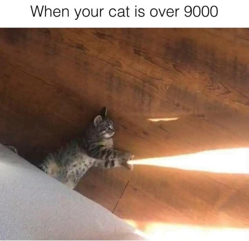 빛을 쏘는 냥이